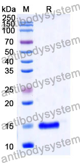 Anti-Human CD64/FCGR1A Nanobody (SAA1312)