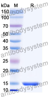 Anti-Human CD64/FCGR1A Nanobody (SAA2152)