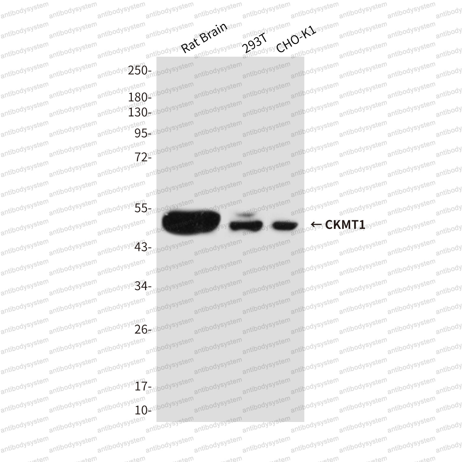 Anti-CKMT1A Antibody (R3C90)