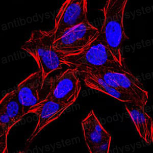Anti-BMP4 Antibody (R3C93)