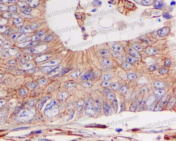 Anti-pan-Cadherin Antibody (R1B15)