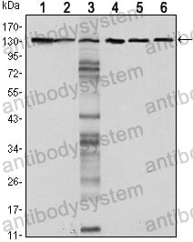Anti-CD324/CDH1 Antibody (R3C97)