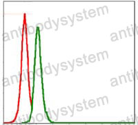 Anti-SRC Antibody (R3D05)