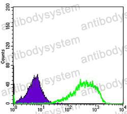 Anti-XRCC5/Ku80 Antibody (R3D09)