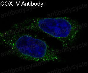 Anti-COX4/COX4I1 Antibody (R1A69)