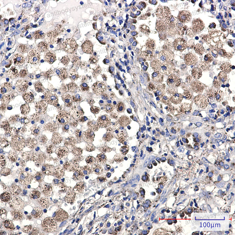 Anti-CD107b/LAMP2 Antibody (R1N89)