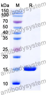 Anti-Human CCL5/RANTES Nanobody (SAA1271)