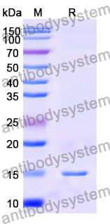 Anti-Human CFTR Nanobody (SAA0794)