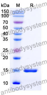 Anti-Human CFTR Nanobody (SAA1004)