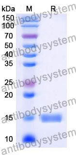 Anti-Human CFTR Nanobody (SAA1013)