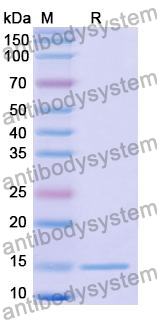 Anti-Human CFTR Nanobody (SAA1020)