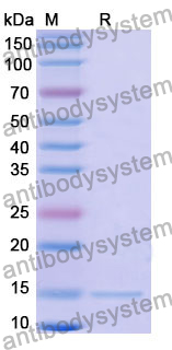 Anti-Human CFTR Nanobody (SAA1024)