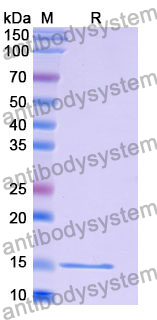 Anti-Human CFTR Nanobody (SAA1042)