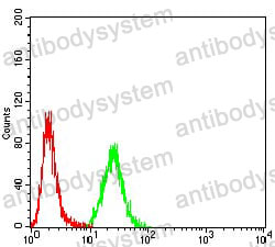 Anti-KRT10 Antibody (R3D25)