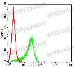 Anti-KRT10 Antibody (R3D28)