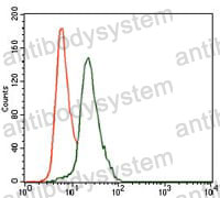 Anti-KRT13 Antibody (R3D29)