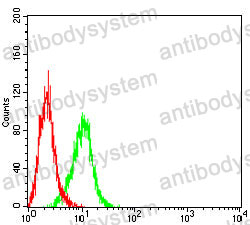 Anti-KRT13 Antibody (R3D30)