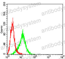 Anti-KRT13 Antibody (R3D31)