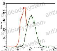 Anti-KRT5 Antibody (R3D37)