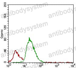 Anti-ACP5 Antibody (R3D41)