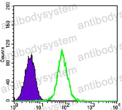 Anti-GYS1 Antibody (R3D48)