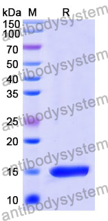 Anti-Human SLC5A1 Nanobody (SAA0963)