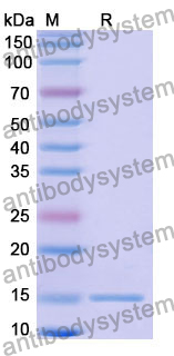 Anti-Human GFAP Nanobody (SAA1221)