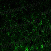 Anti-GFAP Antibody (R3D51)