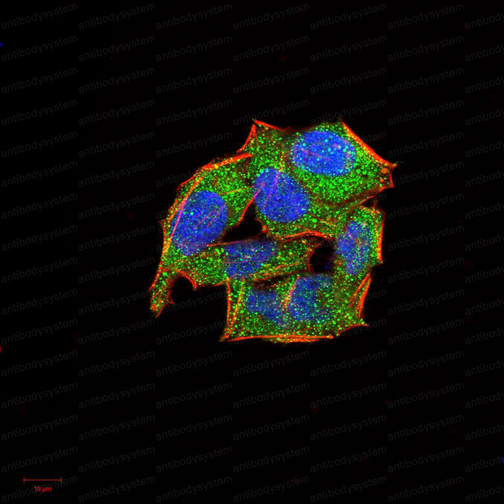 Anti-CD62L/SELL Antibody (R3D54)