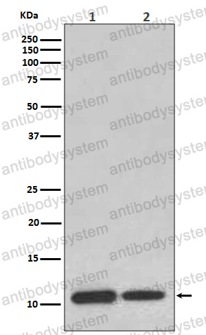 Anti-MIF/GIF Antibody (R1P24)