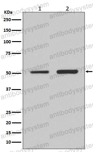 Anti-IRF2 Antibody (R1P30)
