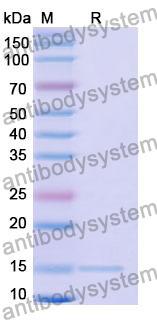 Anti-Human DRD2 Nanobody (SAA1361)