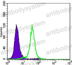Anti-CCNB1 Antibody (R3D62)