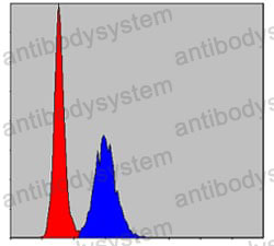Anti-MMP9 Antibody (R3D70)