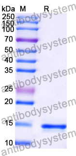 Anti-Human GABRA1 Nanobody (SAA1342)