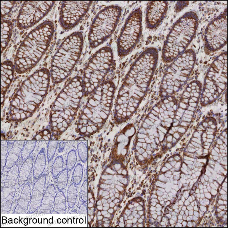 Anti-DARS1 Antibody (R3D73)