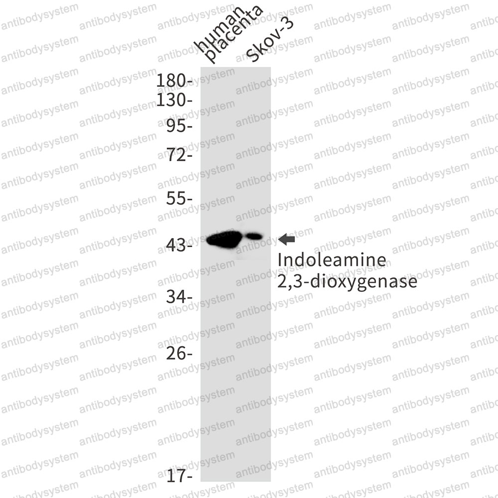 Anti-IDO1 Antibody (R1P53)
