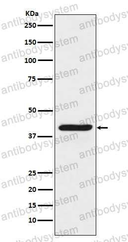Anti-IDO1 Antibody (R1P52)