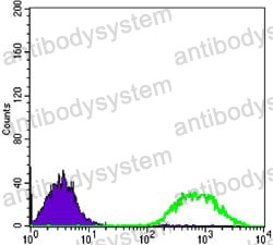 Anti-ETS1 Antibody (R3D74)