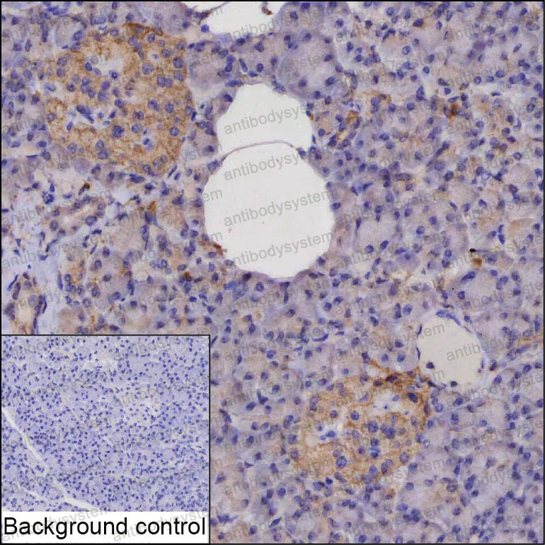 Anti-LIF Antibody (R3D77)