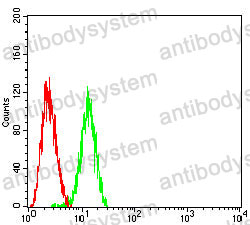 Anti-BRAF/B-Raf Antibody (R3D80)