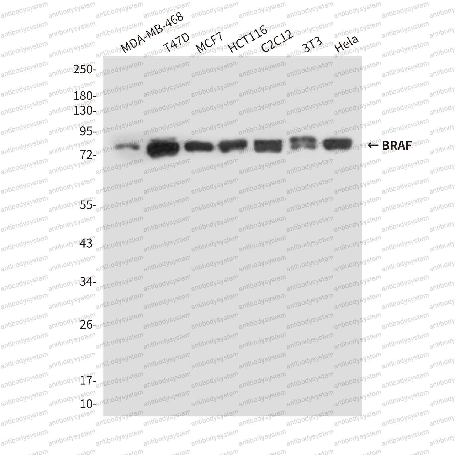 Anti-BRAF/B-Raf Antibody (R3D82)