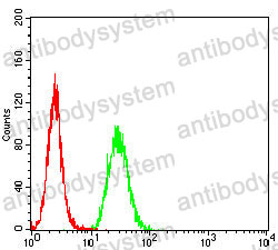 Anti-GLUL Antibody (R3D84)