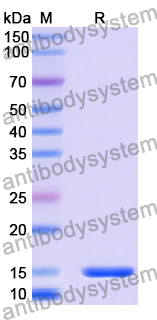 Anti-Human FOLR1 Nanobody (SAA2048)