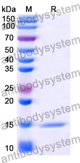 Anti-Human CD19 Nanobody (SAA1246)