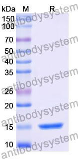 Anti-Human CD19 Nanobody (SAA2078)