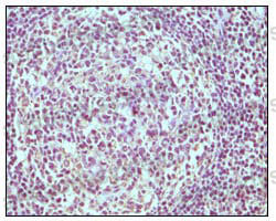 Anti-CD19 Antibody (R3D98)