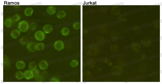 Anti-CD19 Antibody (R3E01)