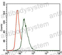 Anti-VAV1 Antibody (R3E03)