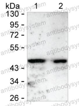 Anti-AREG Antibody (R3E05)